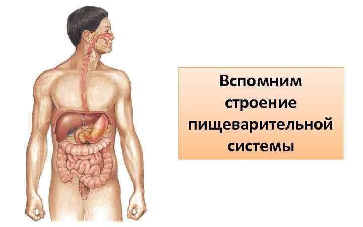 Вспомним строение пищеварительной системы 
