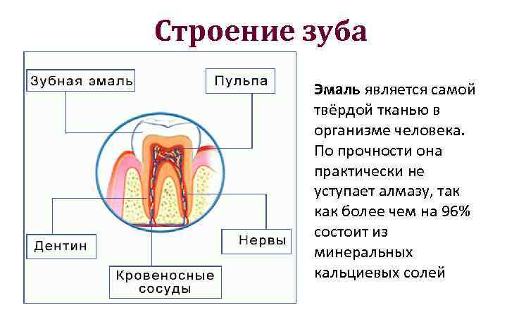 Строение зуба Эмаль является самой твёрдой тканью в организме человека. По прочности она практически