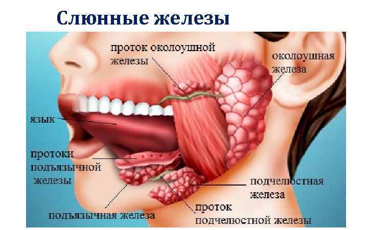 Слюнные железы 