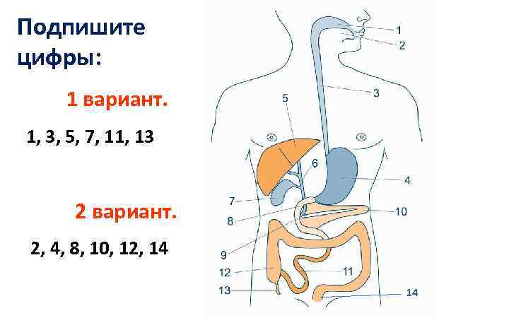 Подпишите цифры: 1 вариант. 1, 3, 5, 7, 11, 13 2 вариант. 2, 4,