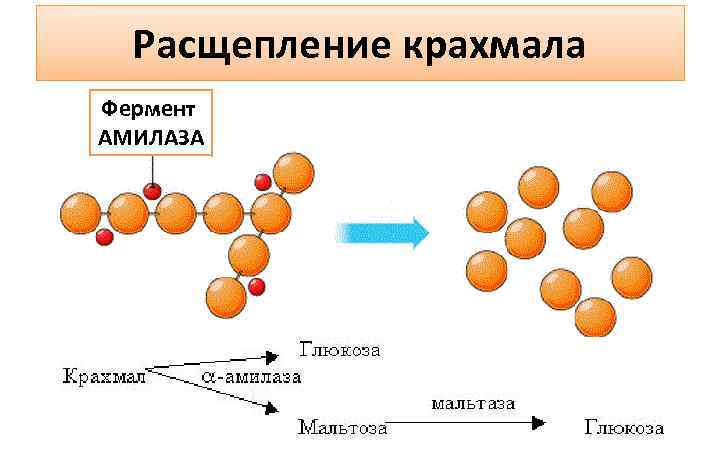 Фермент амилаза картинки