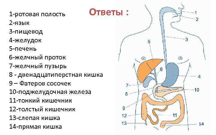 В ротовую полость открываются протоки трех пар. Строение пищеварительной системы человека схема. Цепочка пищеварительной системы. Пищеварительная система двенадцатиперстная кишка. Желчный пузырь пищевод желудок двенадцатиперстная кишка.