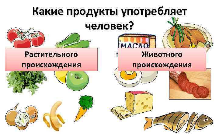 Какие продукты употребляет человек? Растительного происхождения Животного происхождения 