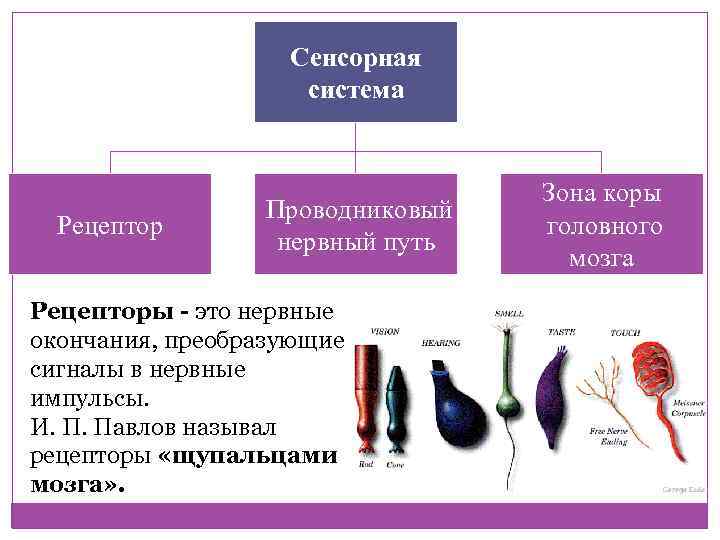 Система рецепторов. Рецепторы сенсорных систем. Функции сенсорных рецепторов. Виды сенсорных рецепторов. Виды рецепторов сенсорной системы.