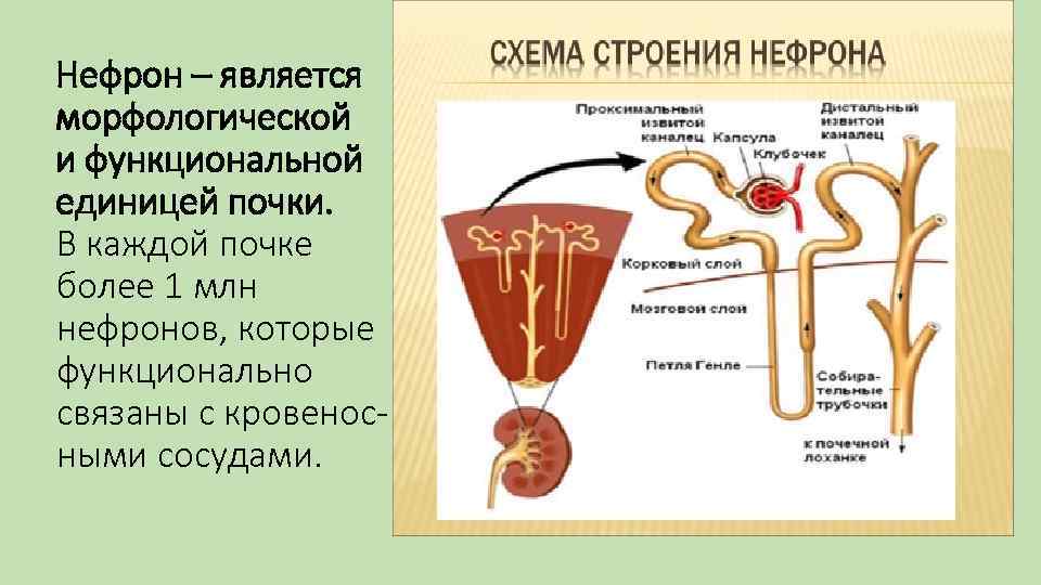 Нефрон – является морфологической и функциональной единицей почки. В каждой почке более 1 млн