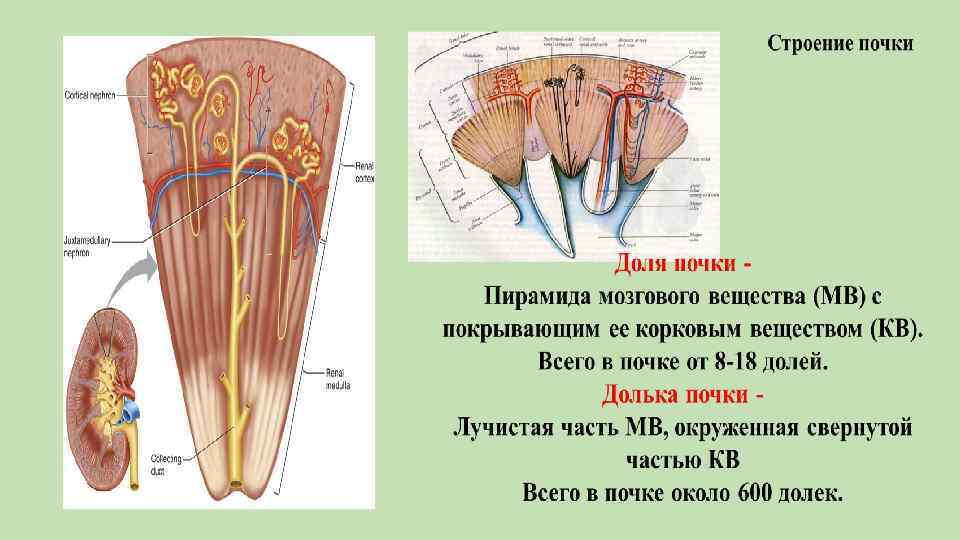 Рассмотри рисунок и закончи текст вписав или выбрав нужные термины в корковом слое почки находится