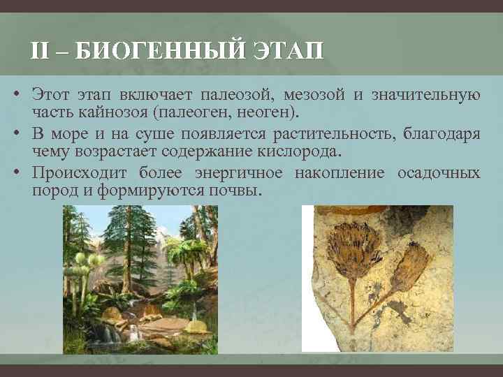 II – БИОГЕННЫЙ ЭТАП • Этот этап включает палеозой, мезозой и значительную часть кайнозоя