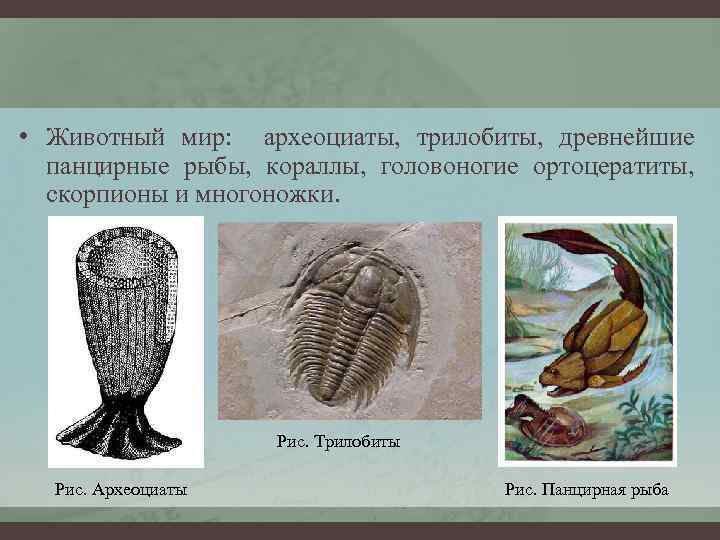  • Животный мир: археоциаты, трилобиты, древнейшие панцирные рыбы, кораллы, головоногие ортоцератиты, скорпионы и