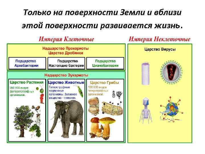 Только на поверхности Земли и вблизи этой поверхности развивается жизнь. 