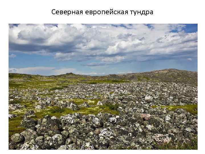 Северная европейская тундра 