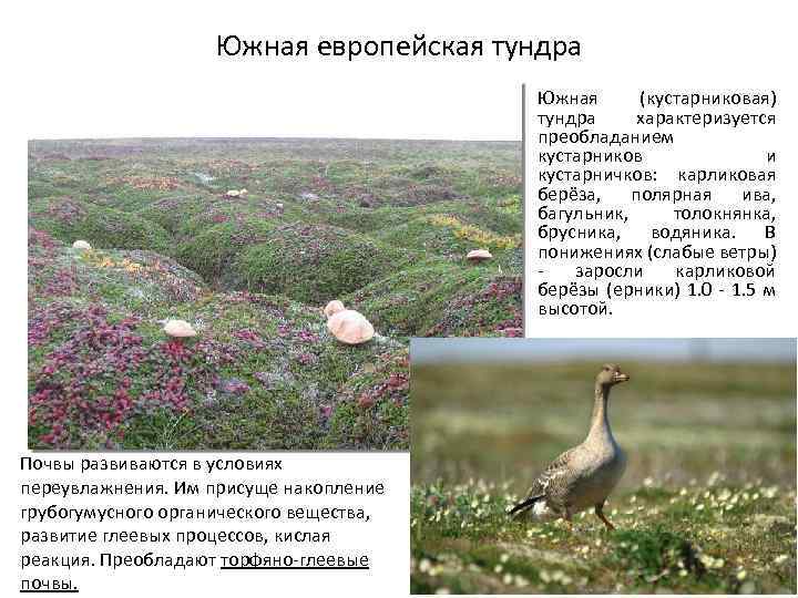Южная европейская тундра • Почвы развиваются в условиях переувлажнения. Им присуще накопление грубогумусного органического