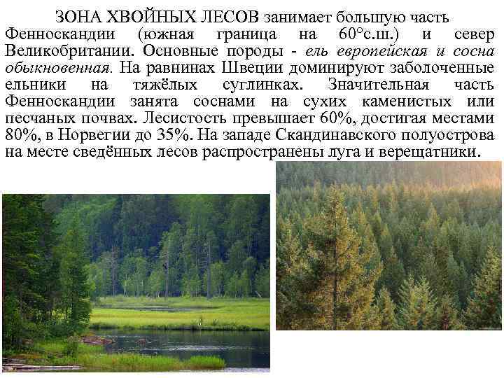 ЗОНА ХВОЙНЫХ ЛЕСОВ занимает большую часть Фенноскандии (южная граница на 60°с. ш. ) и