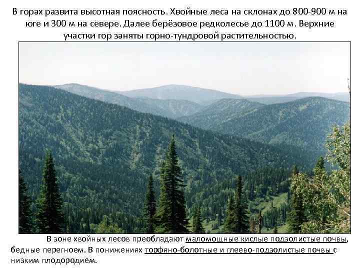 В горах развита высотная поясность. Хвойные леса на склонах до 800 -900 м на