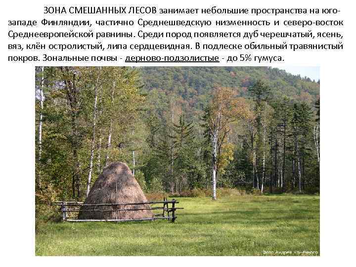 ЗОНА СМЕШАННЫХ ЛЕСОВ занимает небольшие пространства на югозападе Финляндии, частично Среднешведскую низменность и северо-восток