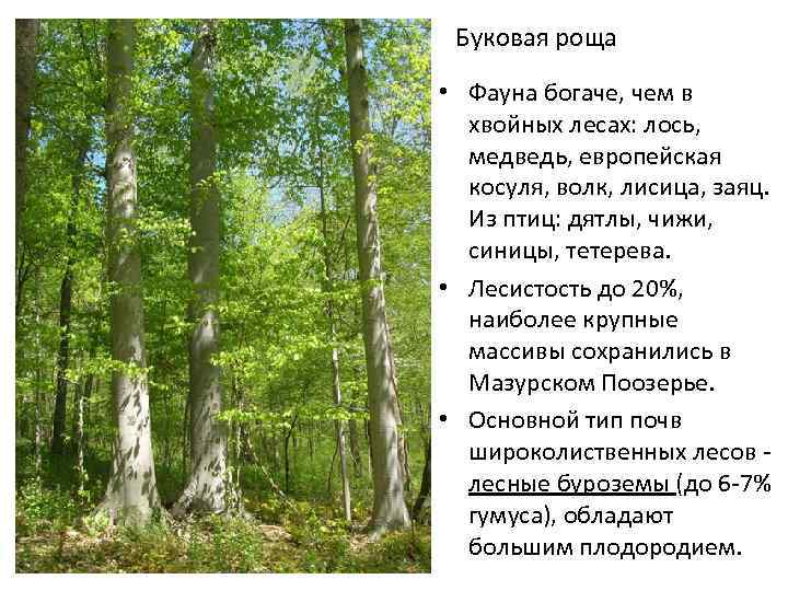 Буковая роща • Фауна богаче, чем в хвойных лесах: лось, медведь, европейская косуля, волк,