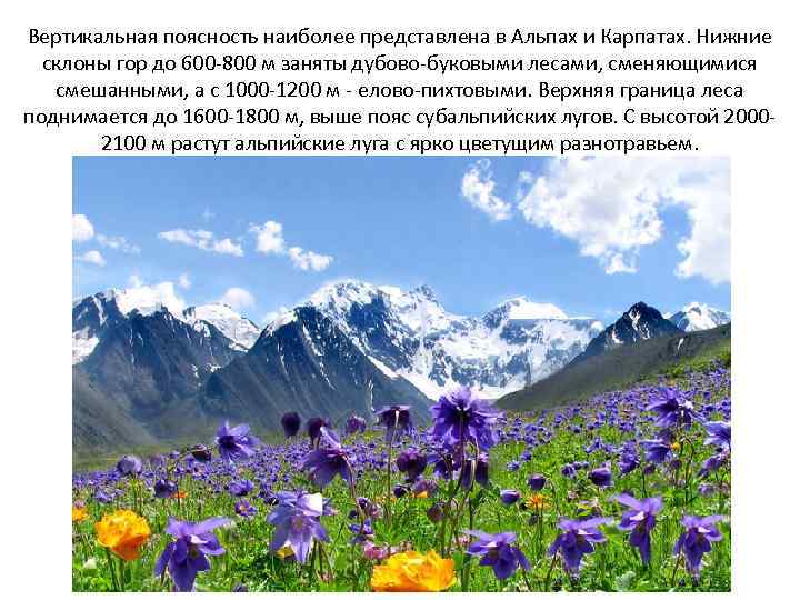 Вертикальная поясность наиболее представлена в Альпах и Карпатах. Нижние склоны гор до 600 -800