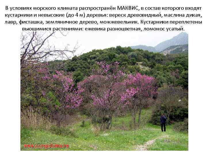 В условиях морского климата распространён МАКВИС, в состав которого входят кустарники и невысокие (до
