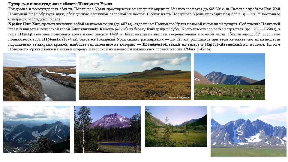 Тундровая и лесотундровая область Полярного Урала простирается от северной окраины Уральского пояса до 64°