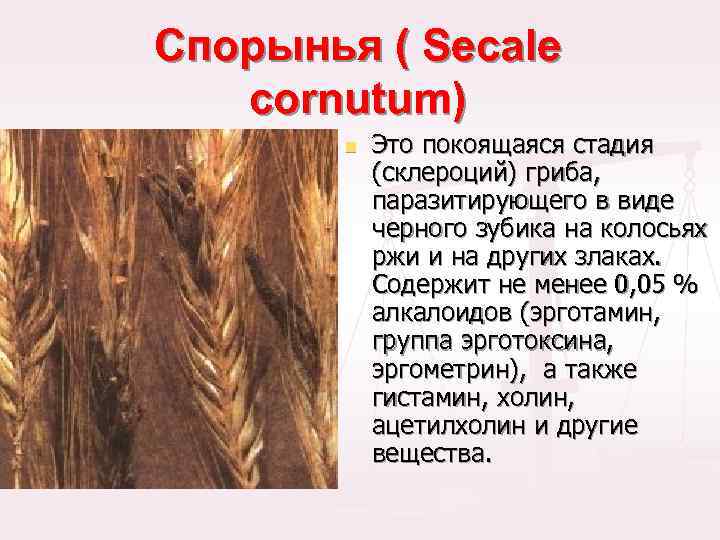 Спорынья ( Secale cornutum) n Это покоящаяся стадия (склероций) гриба, паразитирующего в виде черного