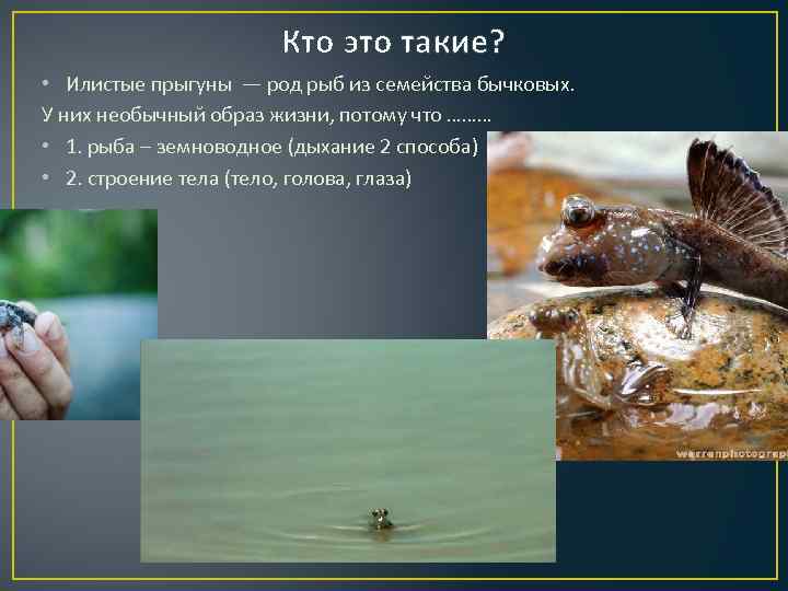 Кто это такие? • Илистые прыгуны — род рыб из семейства бычковых. У них