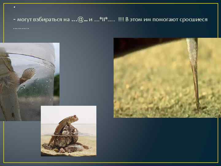 . - могут взбираться на …@. . . и. …*II*…. . !!! В этом