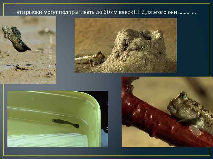 . - эти рыбки могут подпрыгивать до 60 см вверх!!!! Для этого они ………