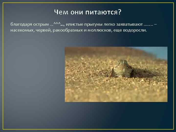 Чем они питаются? благодаря острым …^^^. . . , илистые прыгуны легко захватывают …….