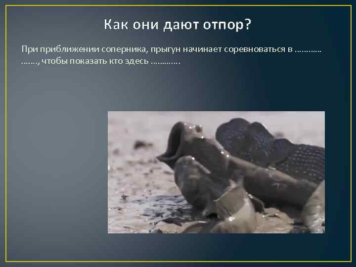 Как они дают отпор? При приближении соперника, прыгун начинает соревноваться в ………… ……. ,