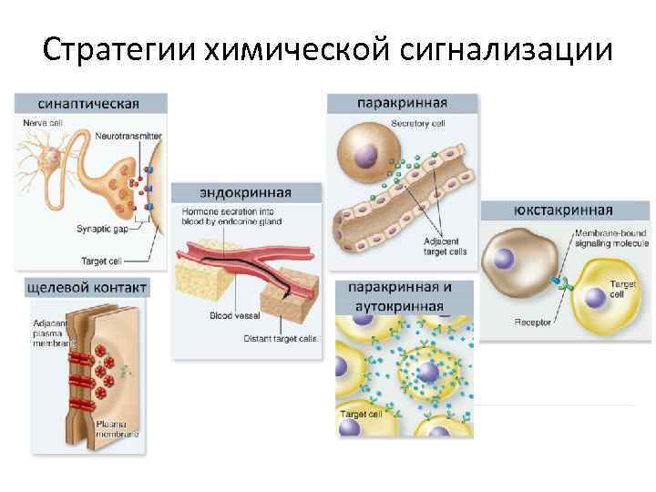 Стратегии химической сигнализации 