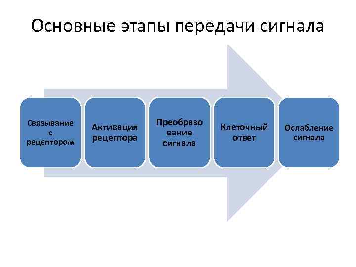 Основные этапы передачи сигнала Связывание с рецептором Активация рецептора Преобразо вание сигнала Клеточный ответ