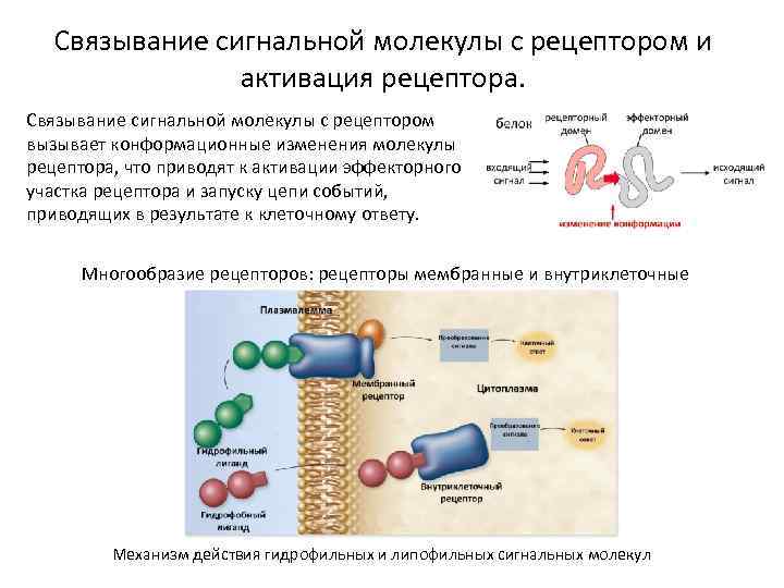 Связывание сигнальной молекулы с рецептором и активация рецептора. Связывание сигнальной молекулы с рецептором вызывает