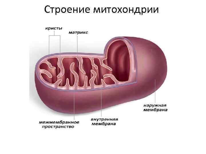 Стенки митохондрий. Строение митохондрии. Схема строения митохондрии. Кристы и Матрикс. Митохондрии 9 класс биология.