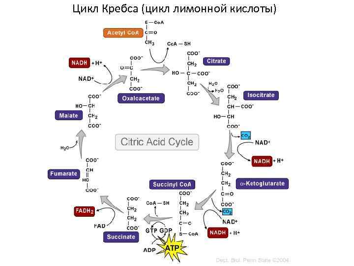 Цикл Кребса (цикл лимонной кислоты) 