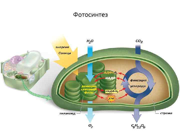 Фотосинтез 