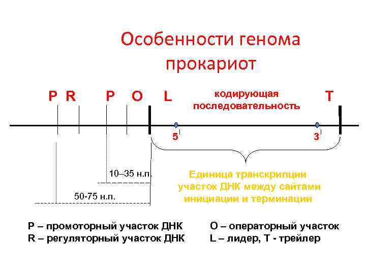 Особенности генома прокариот Р R Р О кодирующая последовательность L 5 10– 35 н.