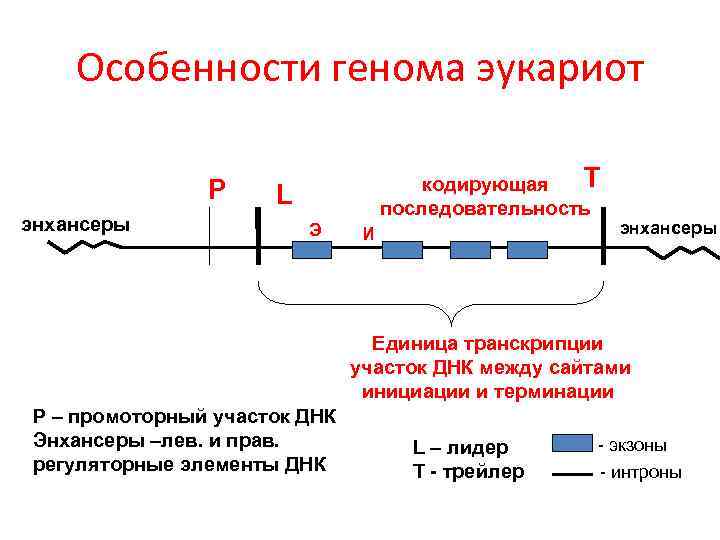 Терминация у эукариот