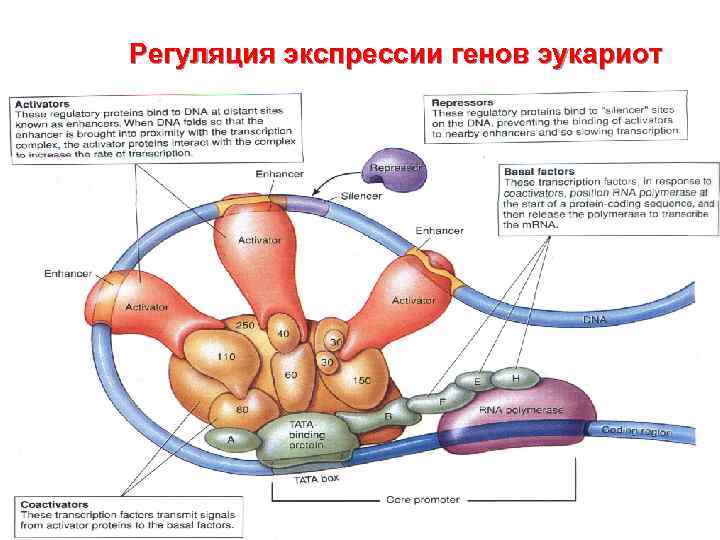 Регуляция экспрессии генов эукариот 