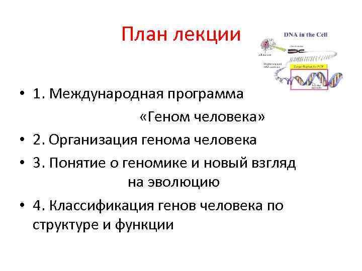 План лекции • 1. Международная программа «Геном человека» • 2. Организация генома человека •