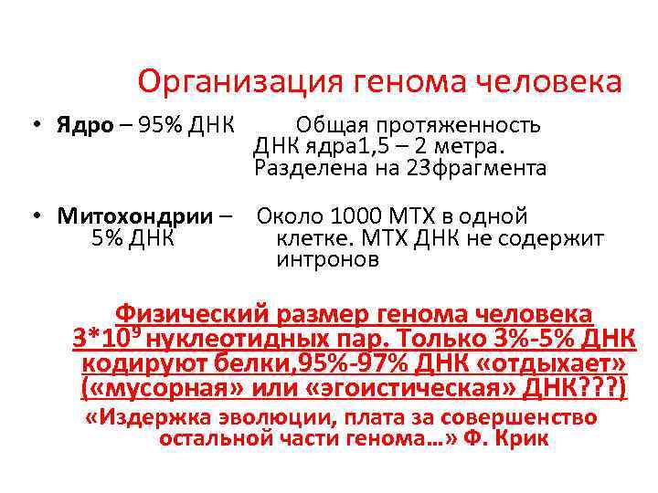 Организация генома человека • Ядро – 95% ДНК Общая протяженность ДНК ядра 1, 5