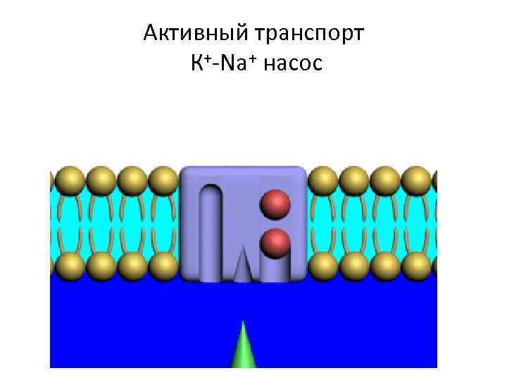 Активный транспорт К+-Na+ насос 