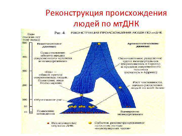 Реконструкция происхождения людей по мт. ДНК 