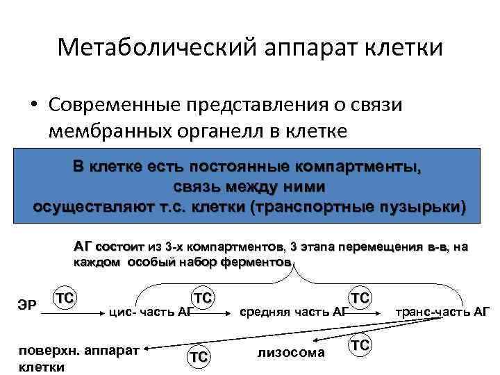 Метаболический аппарат клетки • Современные представления о связи мембранных органелл в клетке В клетке