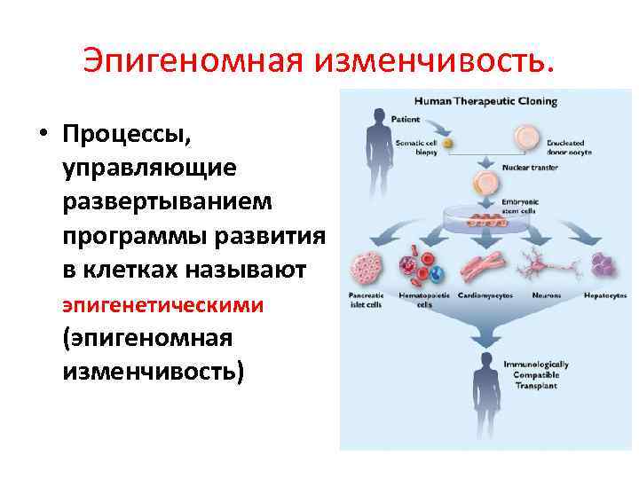 Эпигеномная изменчивость. • Процессы, управляющие развертыванием программы развития в клетках называют эпигенетическими (эпигеномная изменчивость)