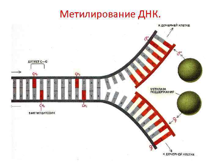 Метилирование ДНК. 