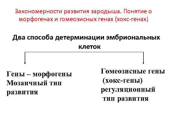 Закономерности развития зародыша. Понятие о морфогенах и гомеозисных генах (хокс-генах) Два способа детерминации эмбриональных