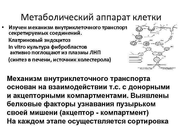 Метаболический аппарат клетки • Изучен механизм внутриклеточного транспорта секретируемых соединений. Клатриновый эндоцитоз In vitro