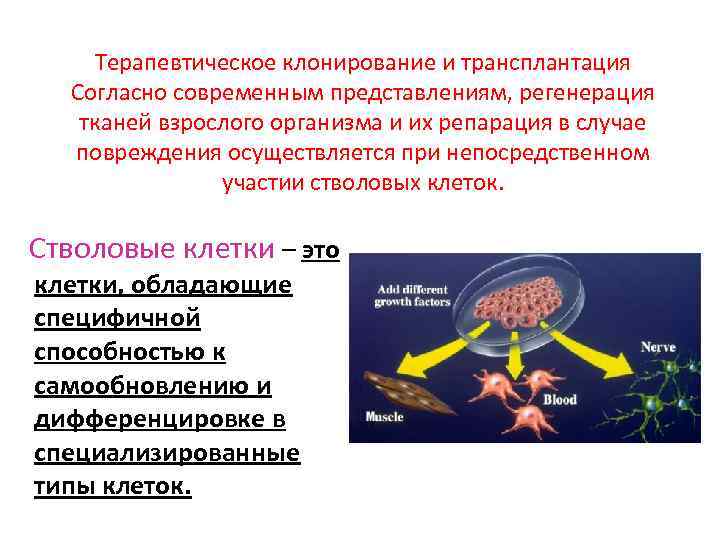 Терапевтическое клонирование и трансплантация Согласно современным представлениям, регенерация тканей взрослого организма и их репарация