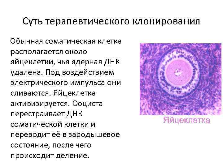 Суть терапевтического клонирования Обычная соматическая клетка располагается около яйцеклетки, чья ядерная ДНК удалена. Под