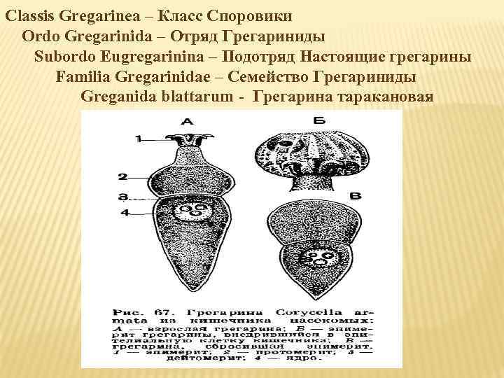 Classis Gregarinea – Класс Споровики Ordo Gregarinida – Отряд Грегариниды Subordo Eugregarinina – Подотряд