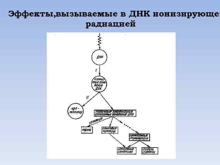 Эффекты, вызываемые в ДНК ионизирующей радиацией 